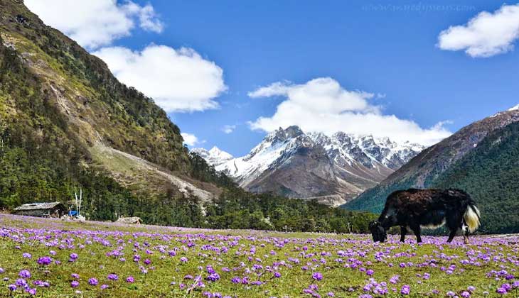 Yamthang Valley